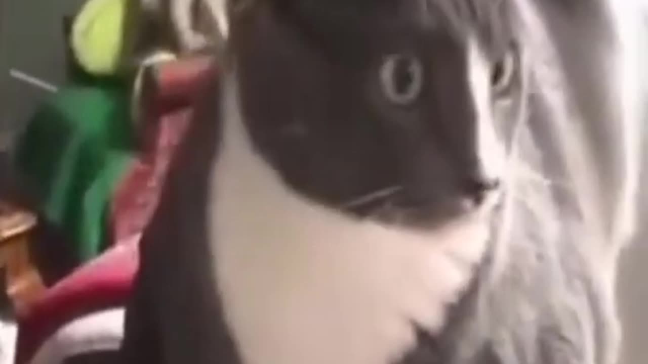 CAT jealous of owners new friend – Just check out that look he gives the owner Funny reaction LOL