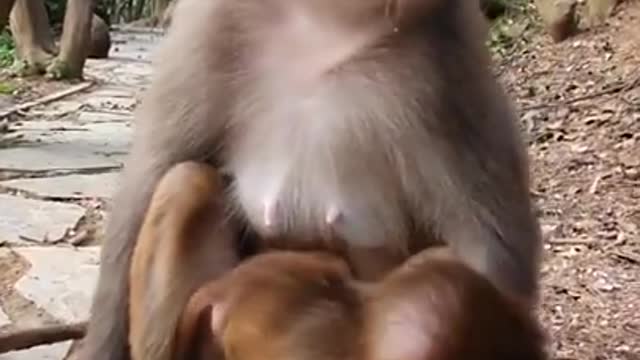The Monkey Feeding #Protecting wild animals is everyone's responsibility, old monkey