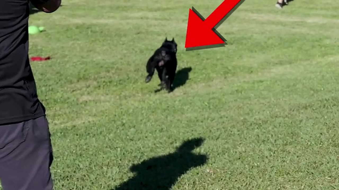 Will My Dog Recall Before Biting Someone