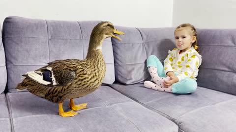 Adorable Baby Girl Meets New Giant Duck for the First Time!