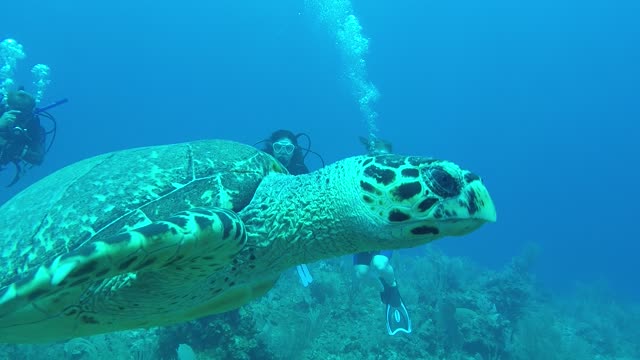 Sea turtle closeup