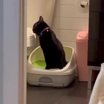 Funny_animals_2023😆_-_Funniest_Cats_and_Dogs_Video🐕🐈268_#shorts(1080p60)