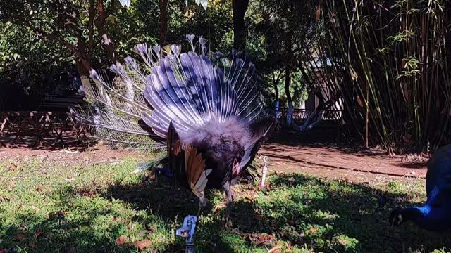 Never tire of seeing gorgeous feathers