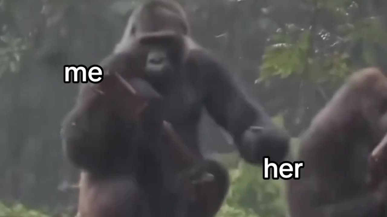 Funny Gorilla