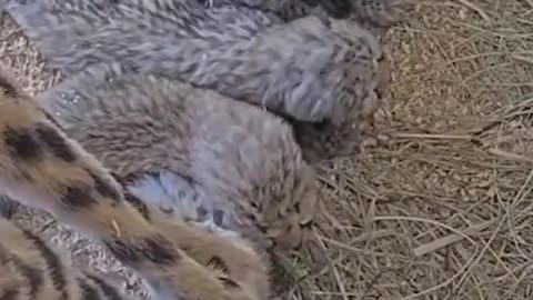 Cheetah cubs arrive Smithsonian