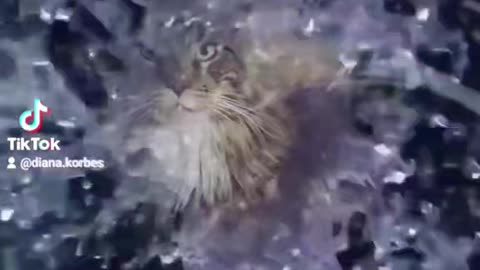 Just cats
