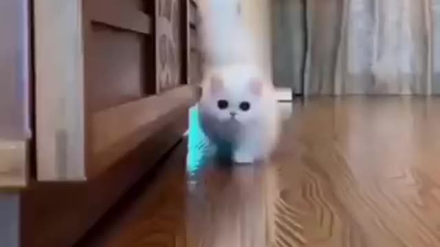 Cute catten funny videos 👻 ||best funny cat video