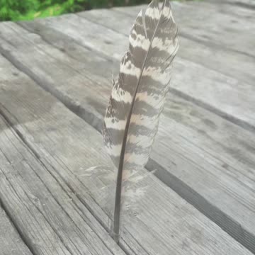 Pheasant feather