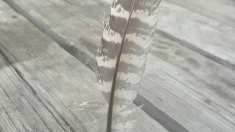 Pheasant feather