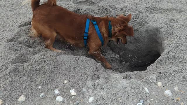 Ralphie at the Beach