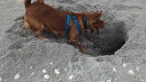Ralphie at the Beach