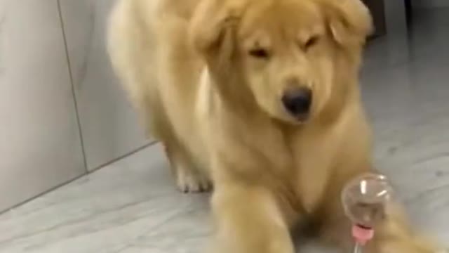Elephant is know to be a very and gentle creamre