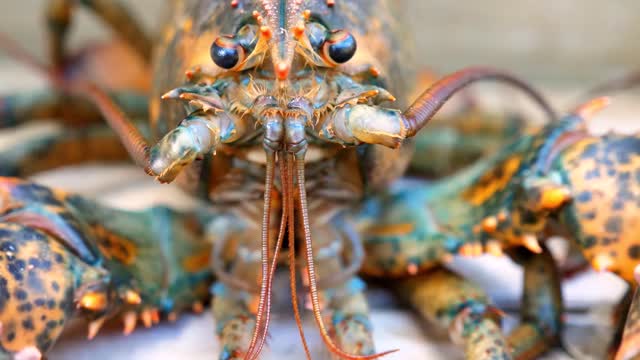 a close up of fresh lobsters on the stairs waiting to be boiled