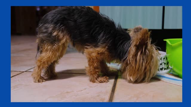 VÍDEOS DE CACHORROS FOFOS : por que tão lindos?! 😍