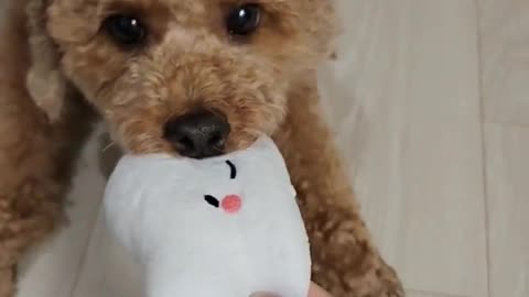 Puppy's favorite doll