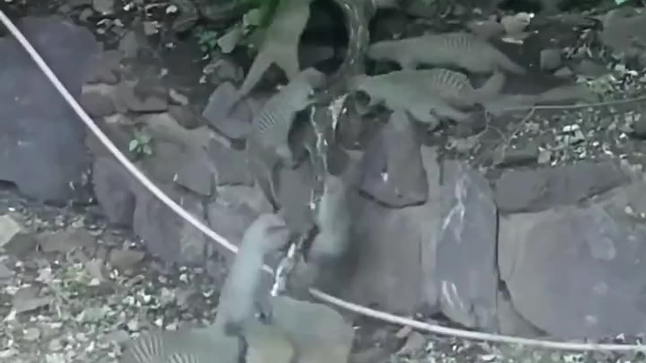 Mongoose Wrecks Snake