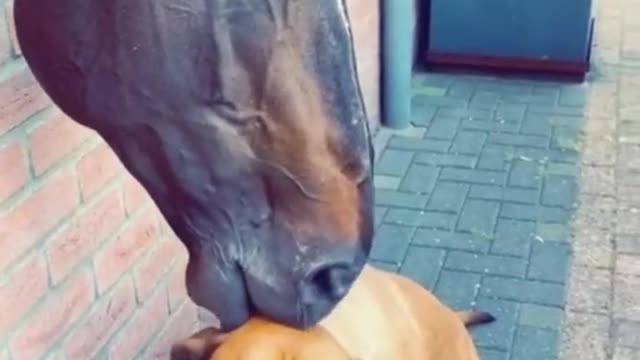 Funny Horse and Dog