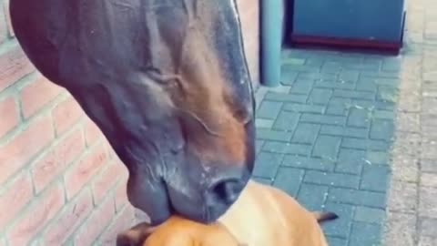 Funny Horse and Dog