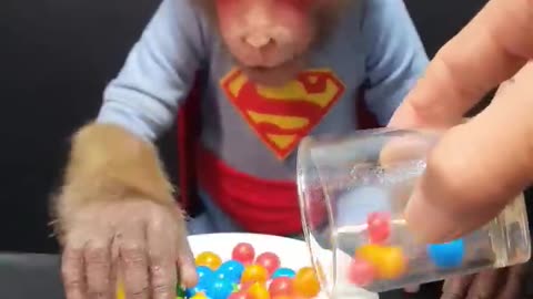 Cute baby monkey with colourful choclate candy