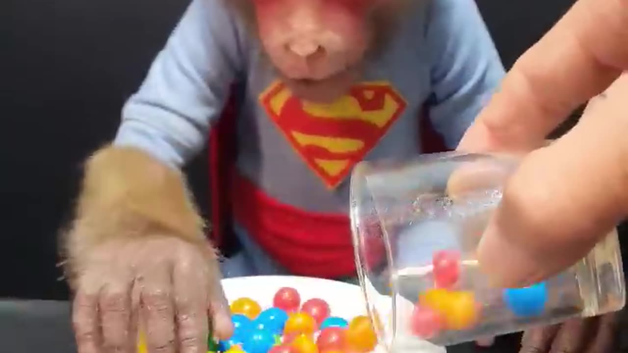 Cute baby monkey with colourful choclate candy