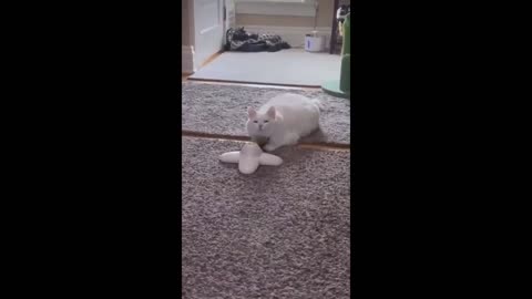 Funny animals - Funny cats / dogs - Funny animal videos 2023 34