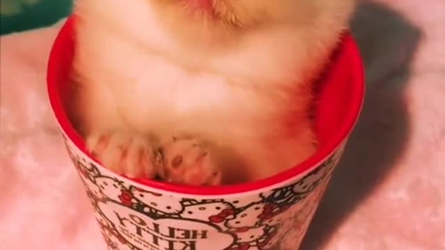 Cute and silly kitten