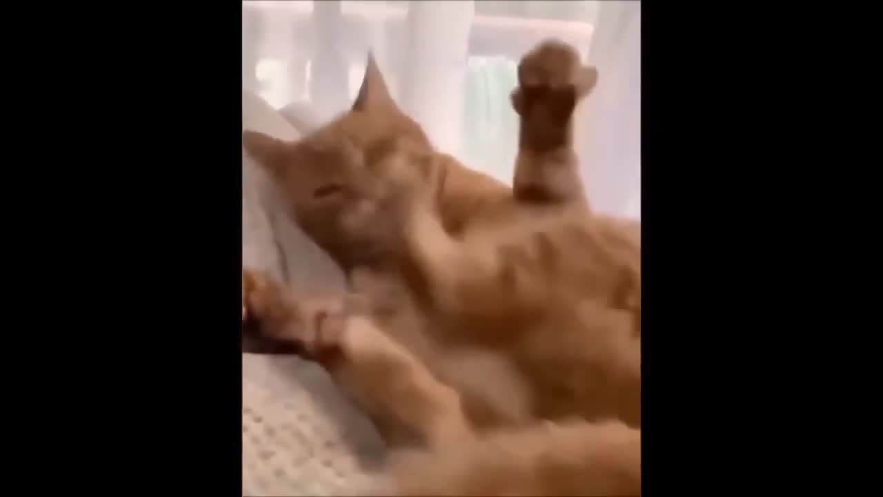 Funny cat videos