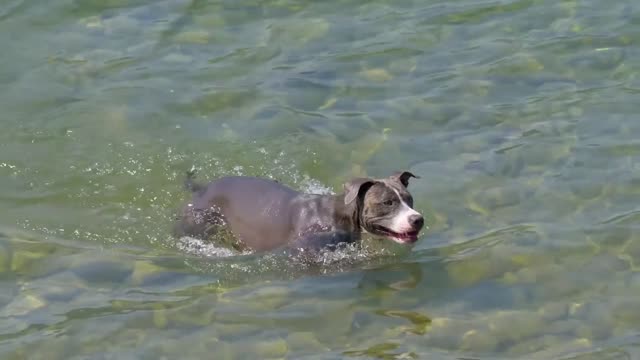 A Little Dog Swimming The Lake