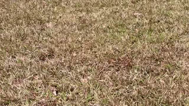 Aussie JuanCarlos explores his new backyard and is very distracted