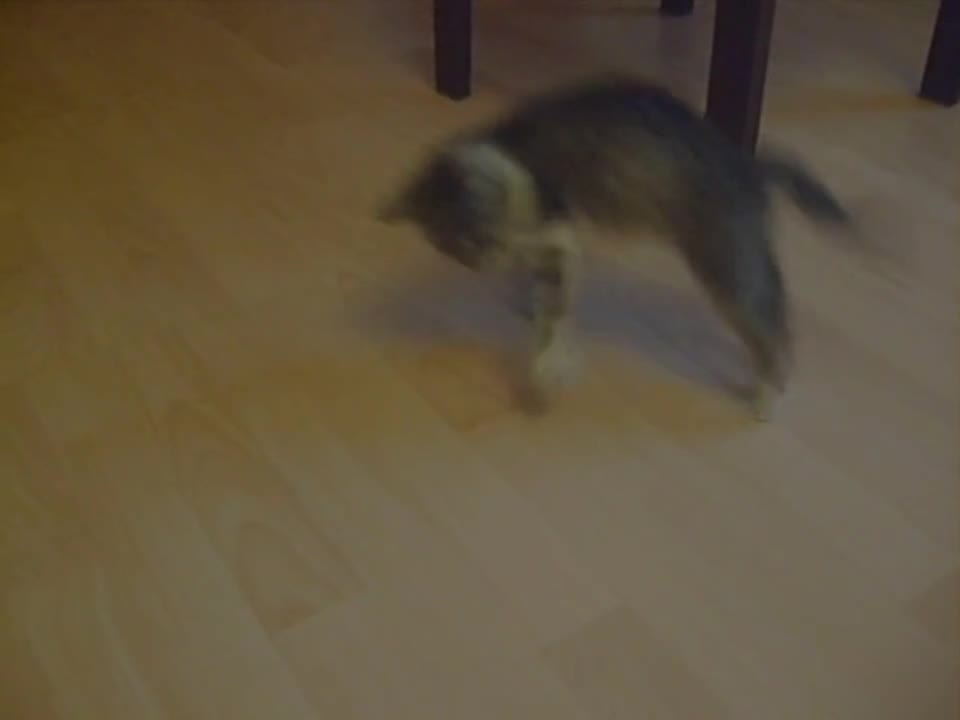 Cat is playing with her tail and gets scared