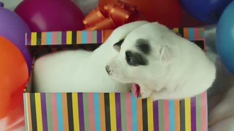 Cute puppies sleeping