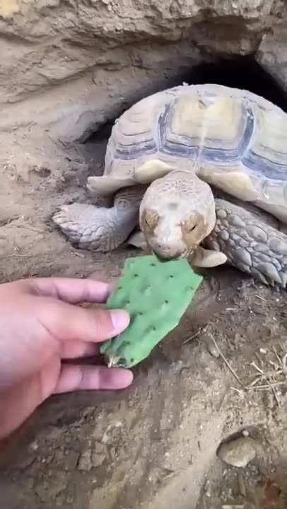 Knock knock who's there 🌵🐢