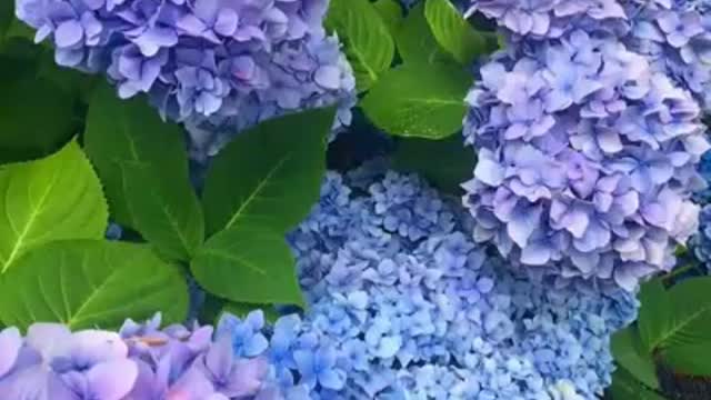 THE OLDEST RELAXING MUSIC.