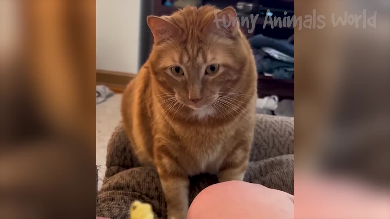 Animal funny video #reel #Instagram #India