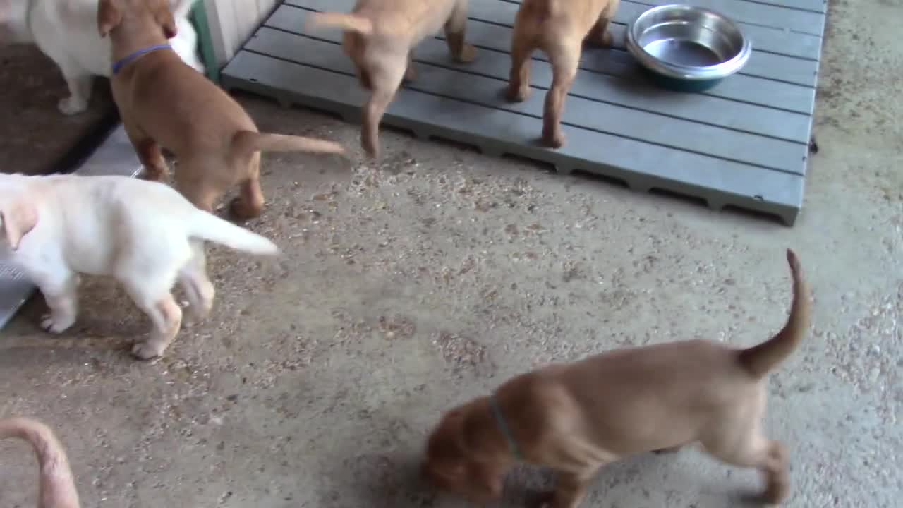 Kayles and Blaze's puppies 6 weeks old