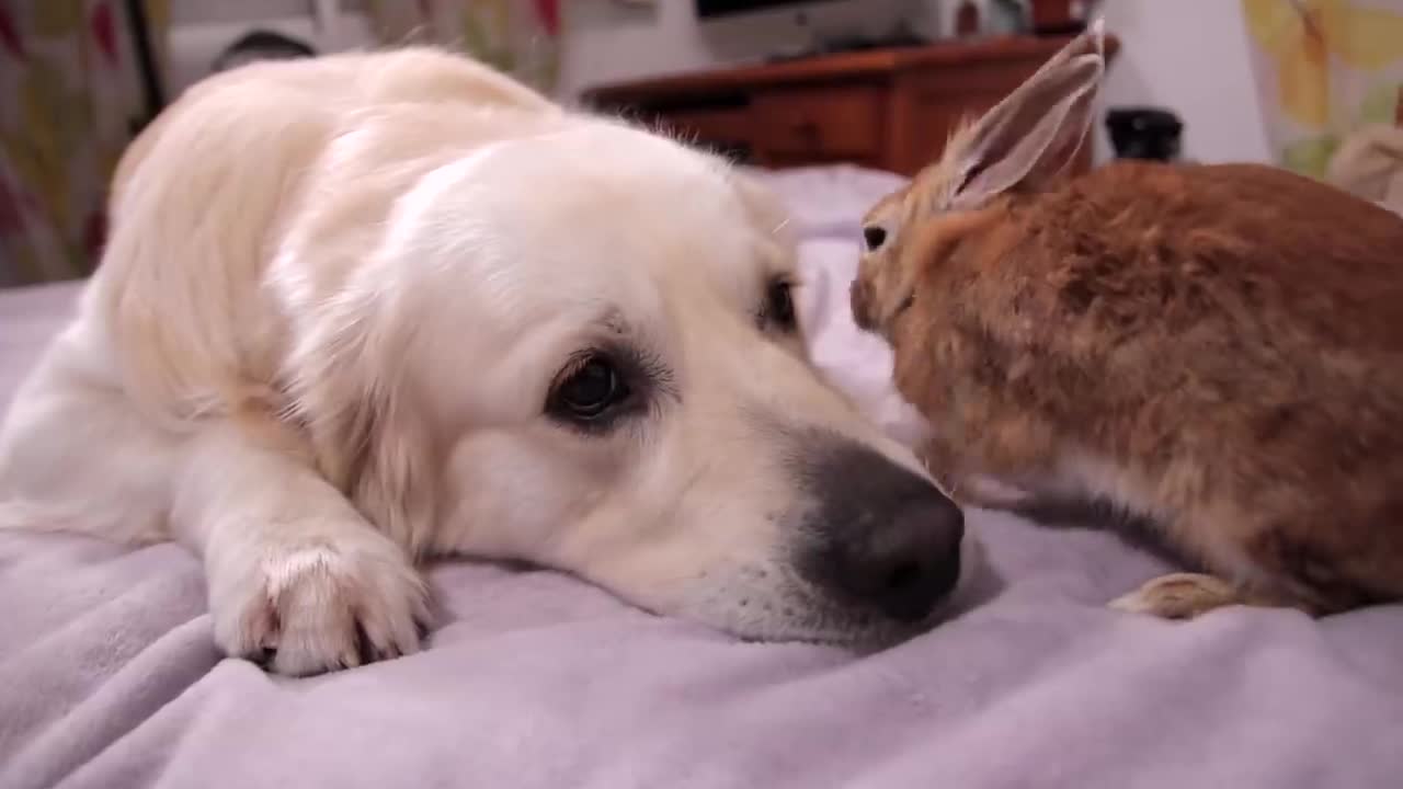 Dog and Rabbit are Inseparable Friends Forever