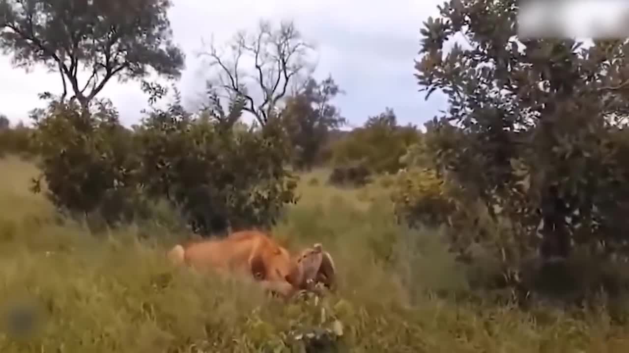 Teasing The Lion, The Hyena Was Suddenly Attacked Tragically And Painfully Disabled