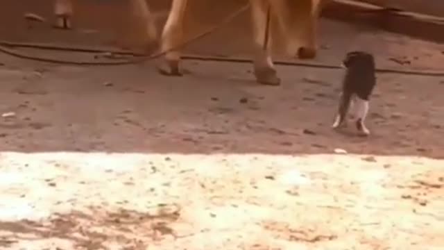 This is all Fear ??? #shorts