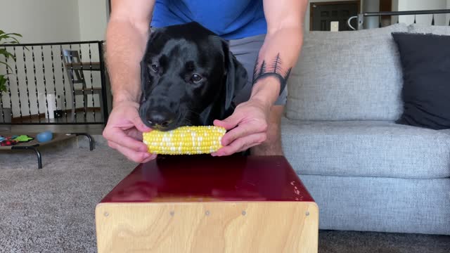 Labrador Eats Corn On The Cob!!