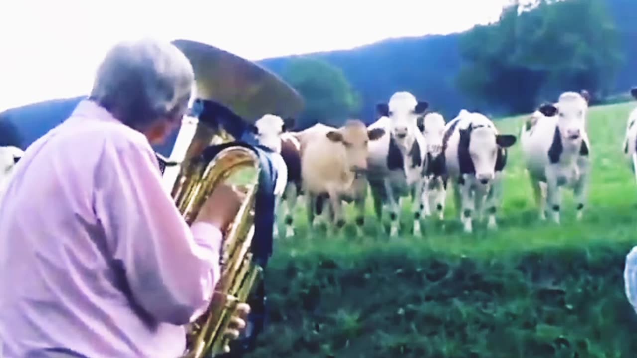 Animals are listening to music