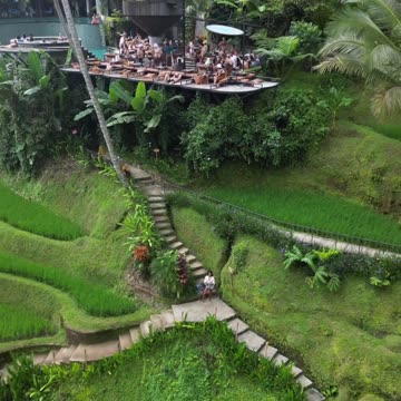 BALI Booty 🌴🦎🧬