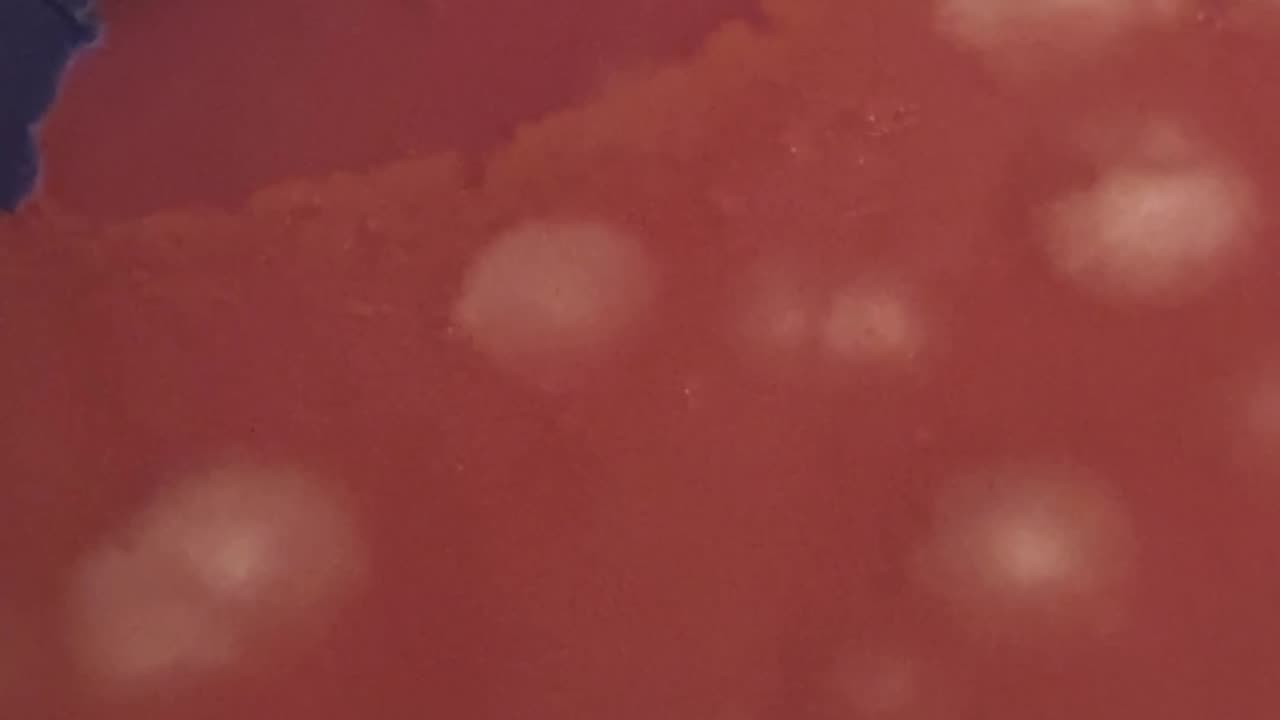Spore syringe to agar day 8 at 72F #mushrooms #mycology #mycelium