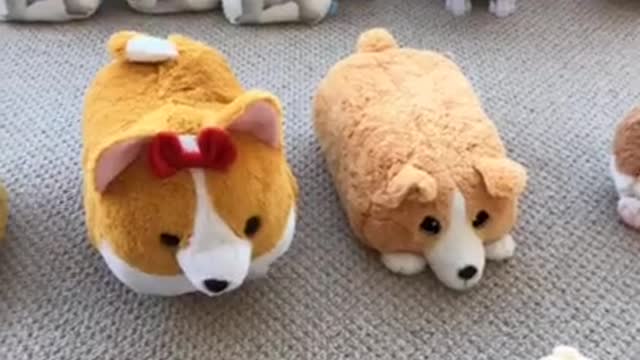 Adele Challenge, Corgi Toy Edition | Tofu the Corgi | #shorts