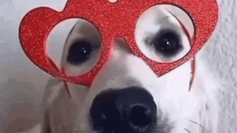 Cute Dog Gif