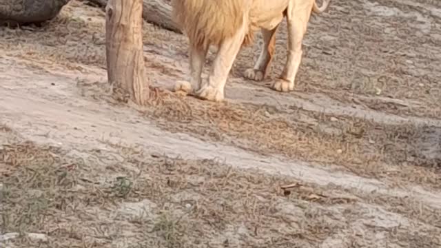 Lion in Lahore Zoo