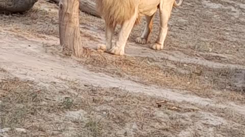 Lion in Lahore Zoo