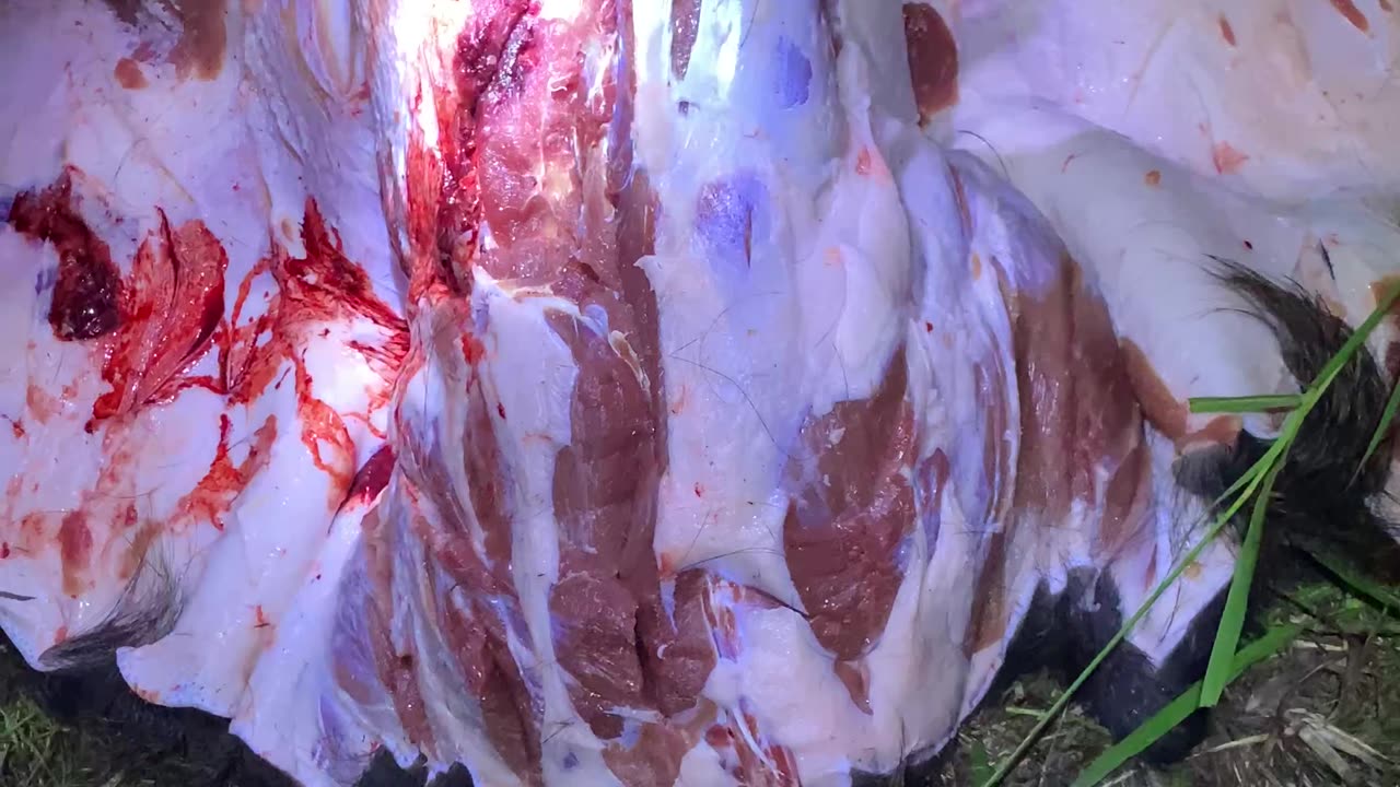 Wild Hog harvest