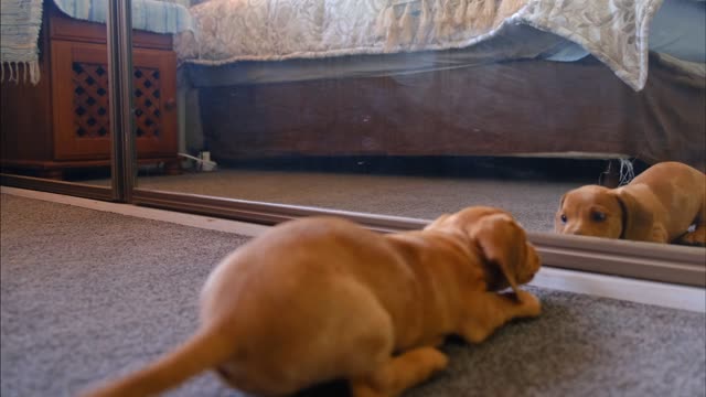 A Dog Fights With His Reflection In The Mirror