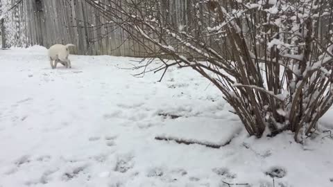 Mabel's First Snow