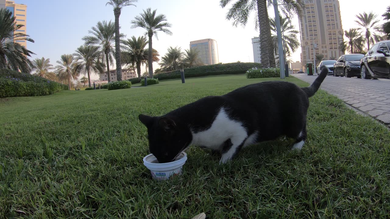 Homeless cat in Ras Al Khaimah, UAE: RIHANNA #cat #cats #Rihanna #foryou #UAE #pets #pet #viral #4u